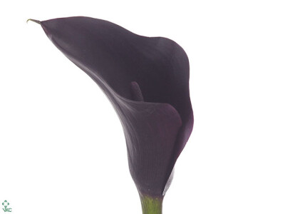 Zantedeschia 'Odessa'