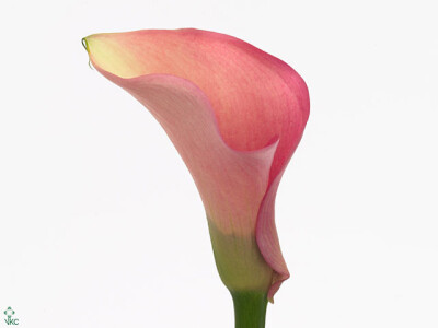 Zantedeschia 'Auckland'