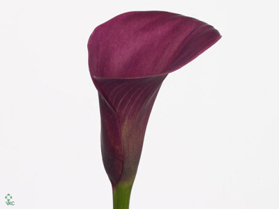 Zantedeschia 'Captain Medoc'