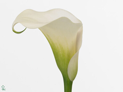 Zantedeschia 'Captain Ventura'