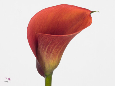 Zantedeschia 'Red Alert'