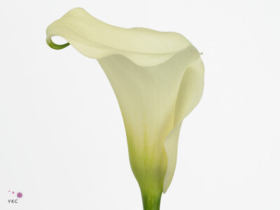 Zantedeschia 'Captain Marbella'