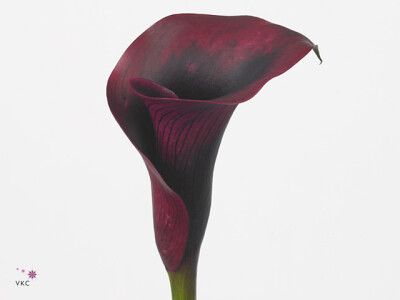 Zantedeschia 'Rudolph'