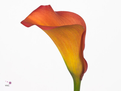 Zantedeschia 'Callista'