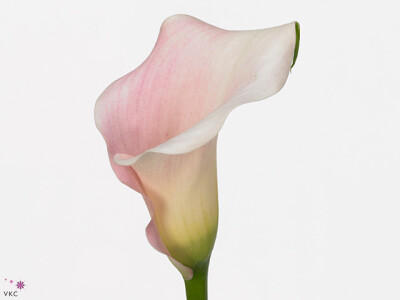 Zantedeschia 'Captain Melrose'