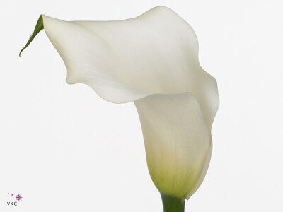 Zantedeschia 'Captain Mirage'