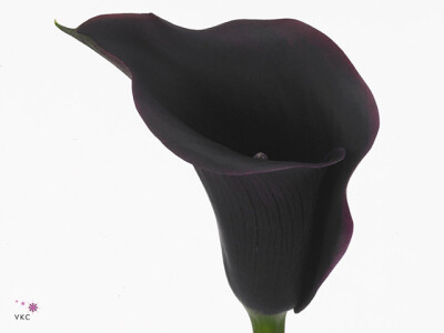 Zantedeschia 'Captain Carrera'