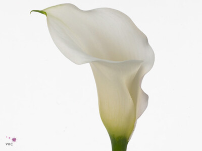 Zantedeschia 'Sapporo'