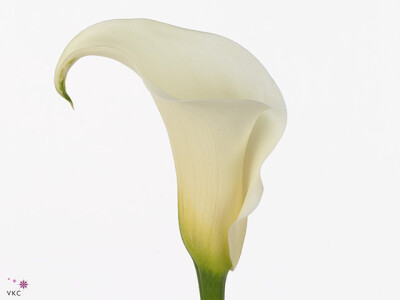 Zantedeschia 'White Ideal'