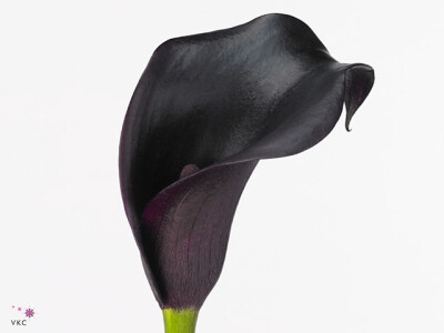 Zantedeschia 'Cantor'