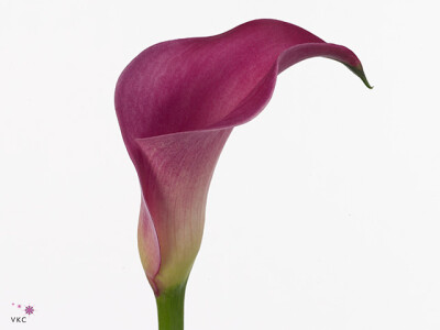 Zantedeschia 'Pink Jewel'