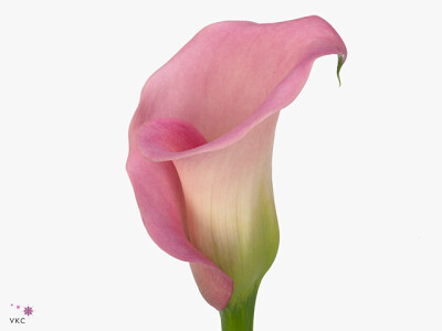 Zantedeschia 'Mi Amore'