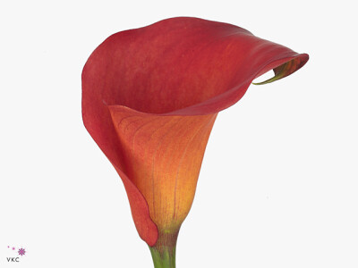 Zantedeschia 'Rina'