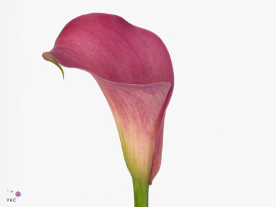 Zantedeschia 'Claudia'