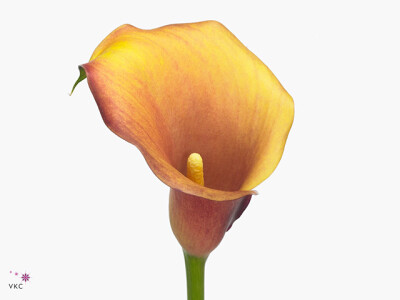 Zantedeschia 'Captain Odeon'