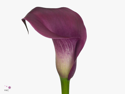 Zantedeschia 'Sumatra'