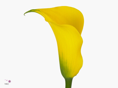 Zantedeschia 'Gold Medal'