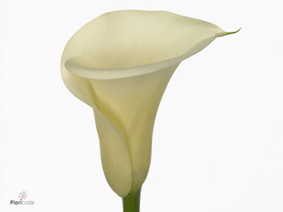 Zantedeschia 'Snowstar'