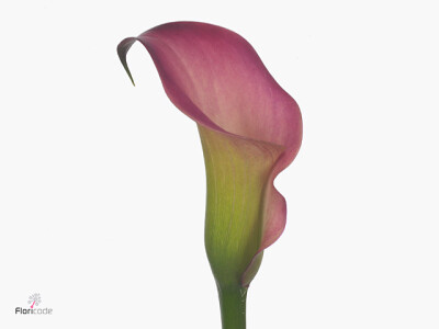 Zantedeschia 'Pink Puppy'