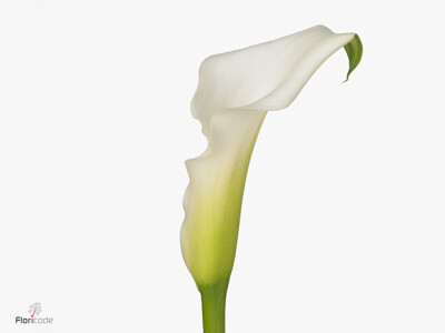 Zantedeschia 'Crystal Clear'