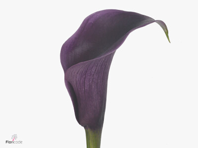 Zantedeschia 'Akela'