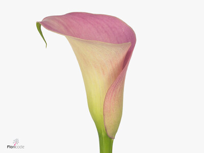 Zantedeschia 'Manila'