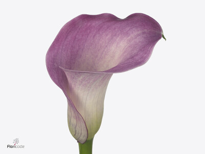 Zantedeschia 'Denver'