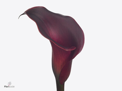 Zantedeschia 'Red Charm'