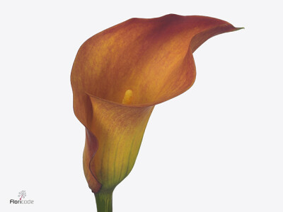 Zantedeschia 'Gran Paradiso'