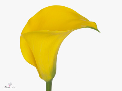 Zantedeschia 'Yelloween'