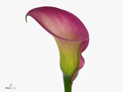 Zantedeschia Pretty Art