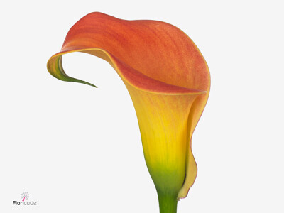 Zantedeschia 'Morning Sun'