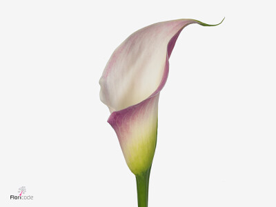 Zantedeschia 'Pink Melody'