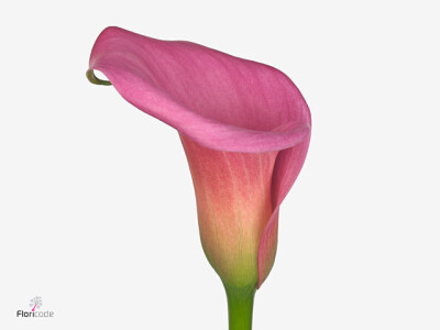 Zantedeschia 'Captain Samba'