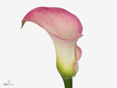 Zantedeschia 'Captain Alma'