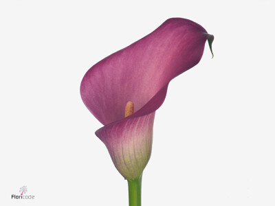 Zantedeschia 'Zazu'