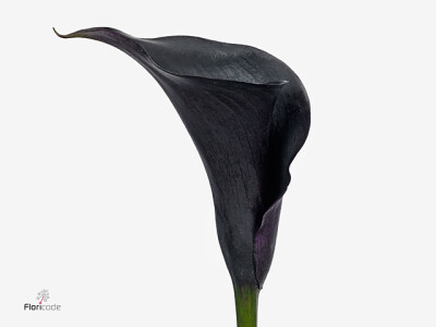 Zantedeschia 'Escape'