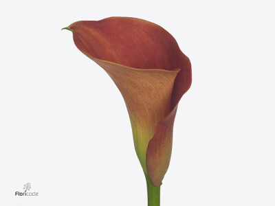 Zantedeschia Sunset Passion