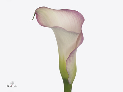 Zantedeschia 'Brasilia'