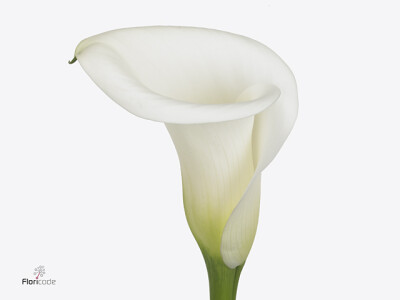 Zantedeschia Ivory Art