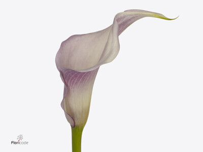 Zantedeschia 'Pink Design'