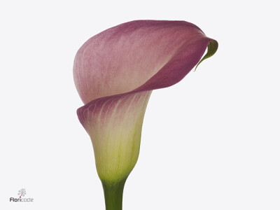 Zantedeschia Candy Dream