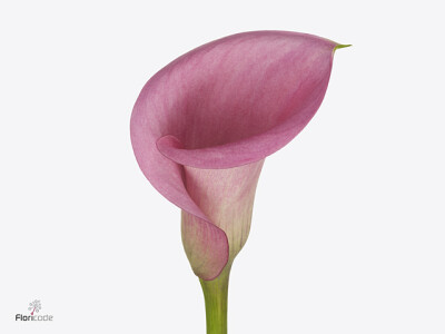 Zantedeschia 'Call Extase'