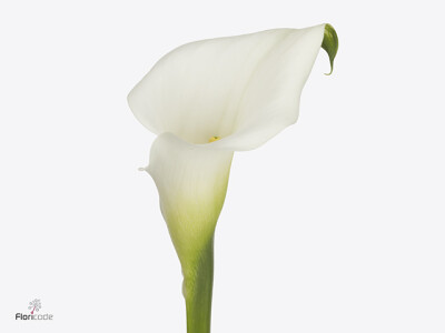 Zantedeschia 'White Present'