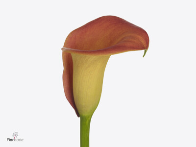 Zantedeschia 'Captain Brunello'