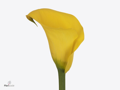 Zantedeschia 'Captain Ceres'