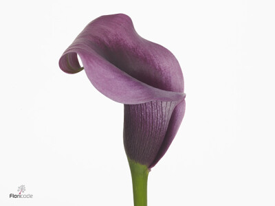 Zantedeschia 'Accent'