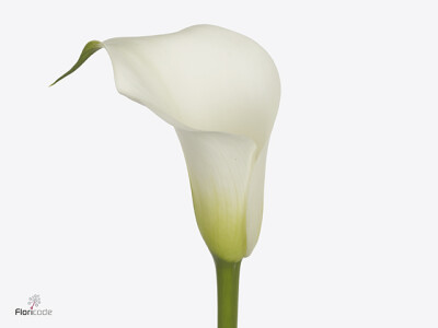 Zantedeschia 'Captain Everest'