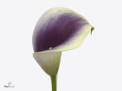 Zantedeschia 'Captain Ranomi'