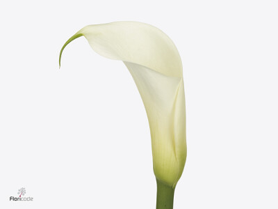 Zantedeschia aethiopica Eydolls White